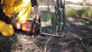 Best Tree Trimming and Pruning  in Rockmart, GA