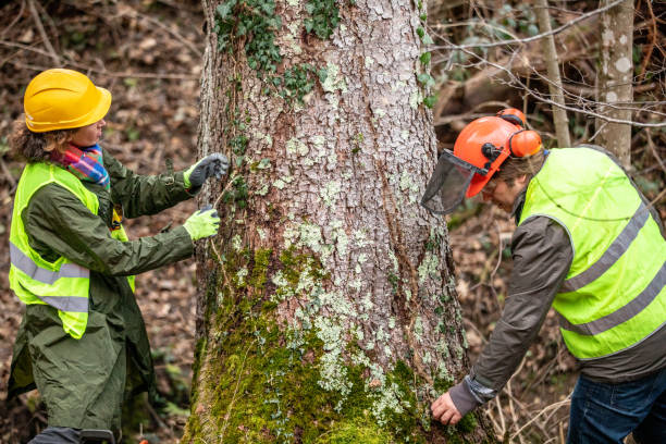 How Our Tree Care Process Works  in  Rockmart, GA